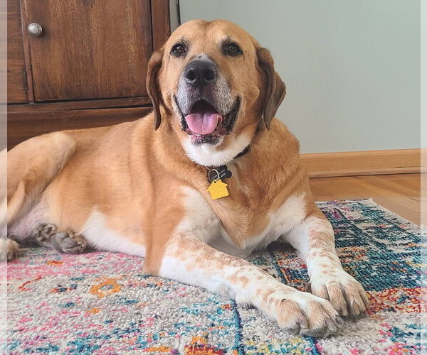 Medium Photo #2 Labrador Retriever-Unknown Mix Puppy For Sale in Rockaway, NJ, USA
