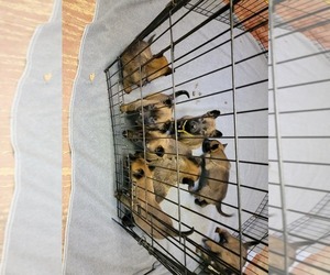 Belgian Malinois Puppy for Sale in DULUTH, Georgia USA