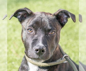 Mutt Dogs for adoption in Hilton Head, SC, USA