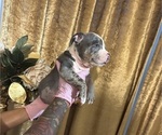 Small #5 American Bully