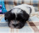 Small #7 Havanese