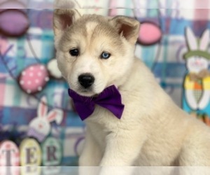 Labrador Retriever-Siberian Husky Mix Puppy for sale in LANCASTER, PA, USA