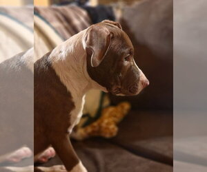Butter Bean (puppy) - Male Mutt Dog for Adoption - Photo #10