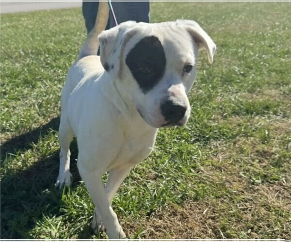 Medium Photo #1 Boxador Puppy For Sale in Westwood, NJ, USA