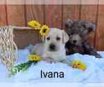 Puppy Ivana Mal-Shi