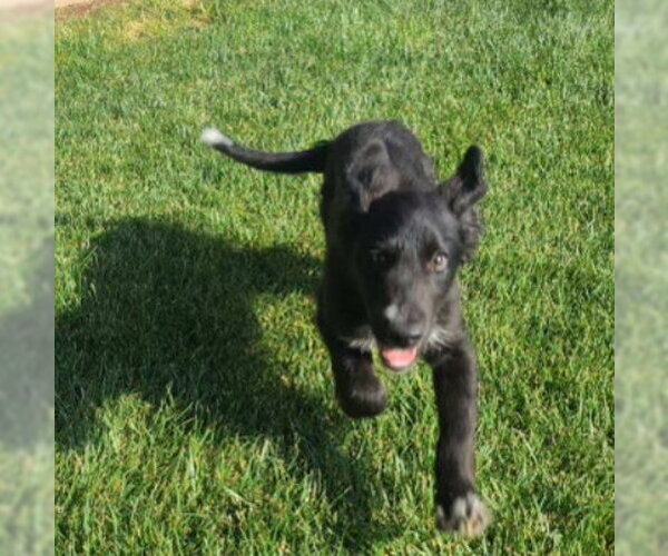 Medium Photo #2 Border Collie-Retriever  Mix Puppy For Sale in Grafton, WI, USA