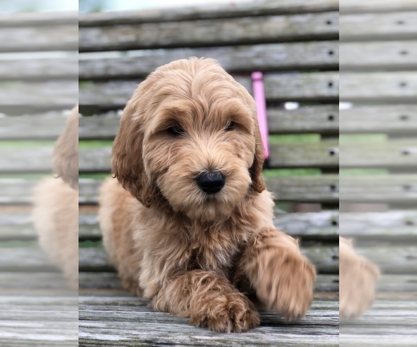 Medium Photo #9 Labradoodle Puppy For Sale in MURRAYVILLE, GA, USA