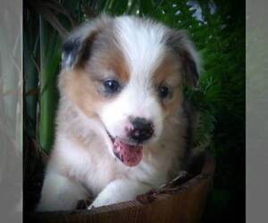 Australian Shepherd Puppy for sale in LINDEN, TN, USA