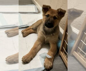 German Shepherd Dog Dogs for adoption in Modesto, CA, USA