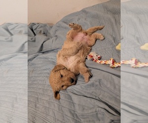 Medium Goldendoodle