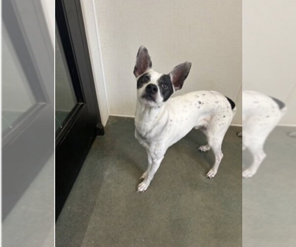 Medium Photo #1 Rat Terrier-Unknown Mix Puppy For Sale in Oak Bluffs, MA, USA