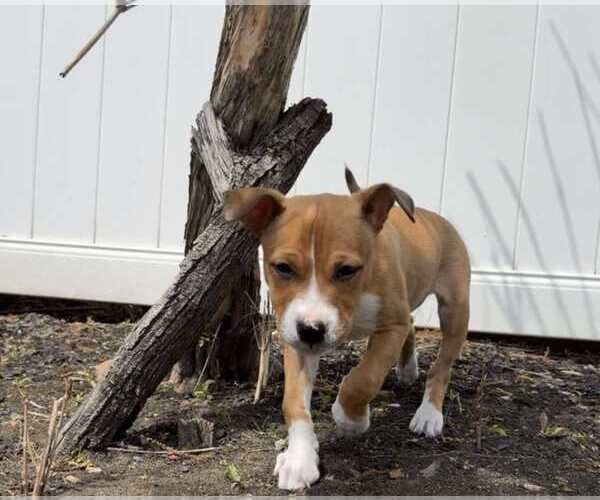 Medium Photo #6 Boxer-Unknown Mix Puppy For Sale in pomfret, CT, USA