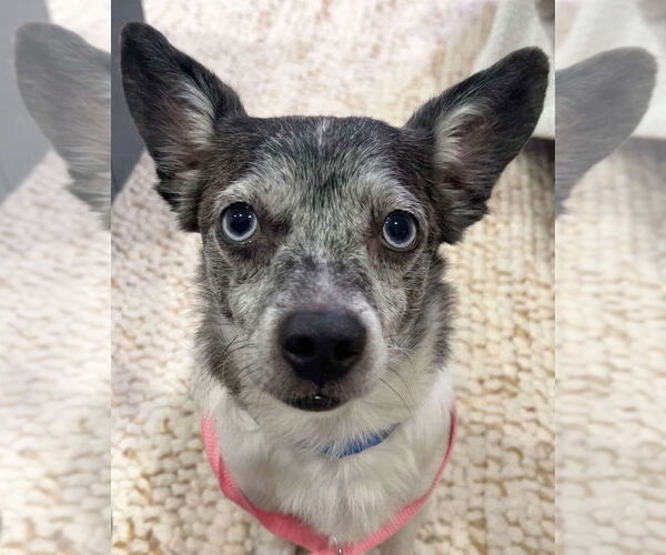 Medium Photo #3 Chihuahua-Unknown Mix Puppy For Sale in Corona, CA, USA