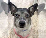 Small #2 Chihuahua Mix