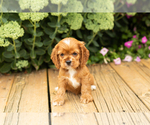 Small #22 Cocker Spaniel
