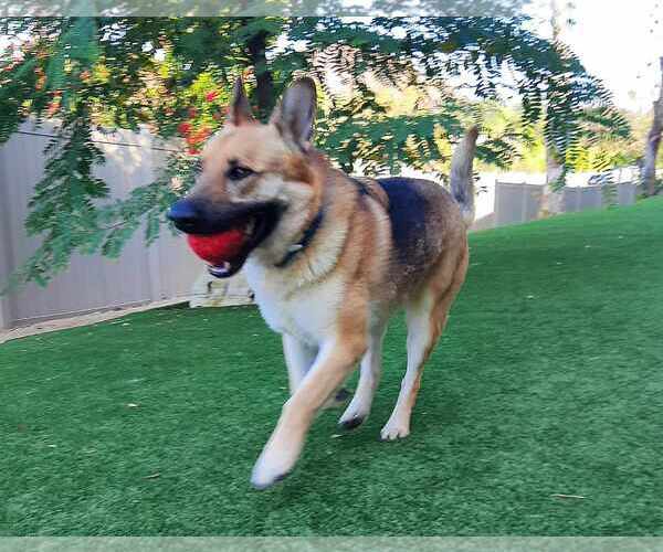 Medium Photo #13 German Shepherd Dog Puppy For Sale in Gretna, NE, USA