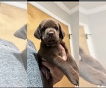 Small Photo #5 Labrador Retriever Puppy For Sale in CHARLOTTE, NC, USA