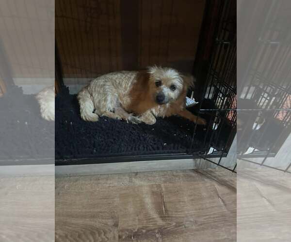 Medium Photo #3 Unknown-Wheaten Terrier Mix Puppy For Sale in Jackson Township, NJ, USA
