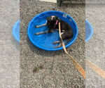 Small #1 American Staffordshire Terrier