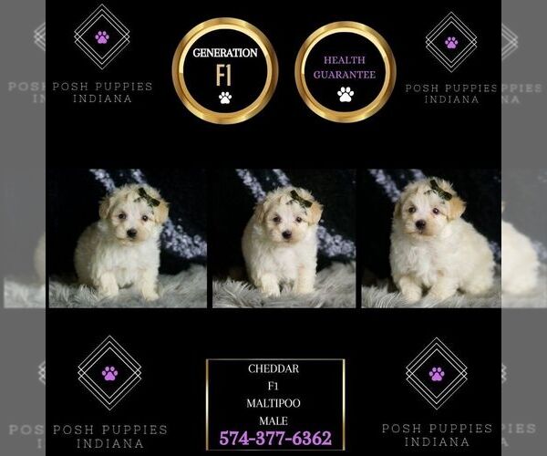 Medium Photo #69 Maltipoo (Miniature) Puppy For Sale in WARSAW, IN, USA