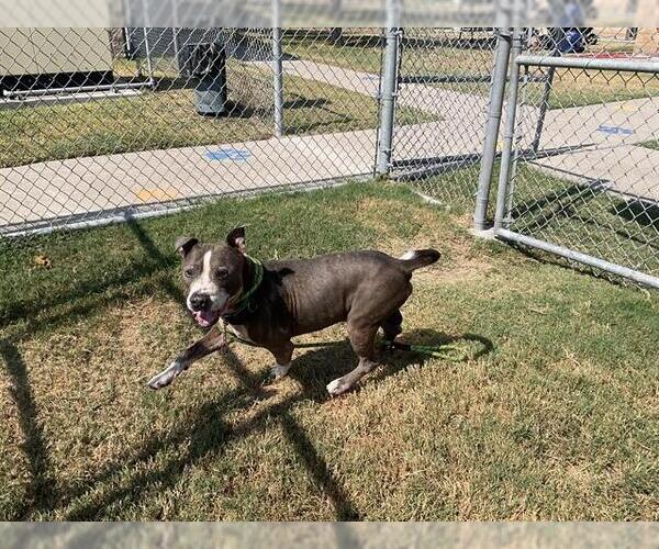 Medium Photo #2 American Pit Bull Terrier-Unknown Mix Puppy For Sale in Corpus Christi, TX, USA