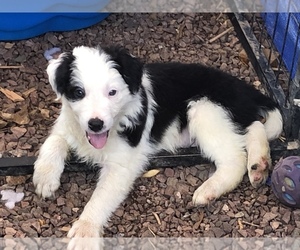 Border Collie Puppy for sale in MARICOPA, AZ, USA