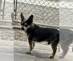 Small #1 Chihuahua