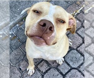American Staffordshire Terrier-Unknown Mix Dogs for adoption in Fort Pierce, FL, USA