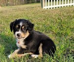 Small Photo #6 Miniature Australian Shepherd Puppy For Sale in MIDDLEBURG, FL, USA