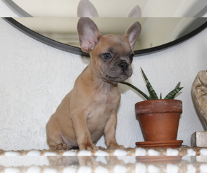 French Bulldog Puppy for sale in FORT WORTH, TX, USA