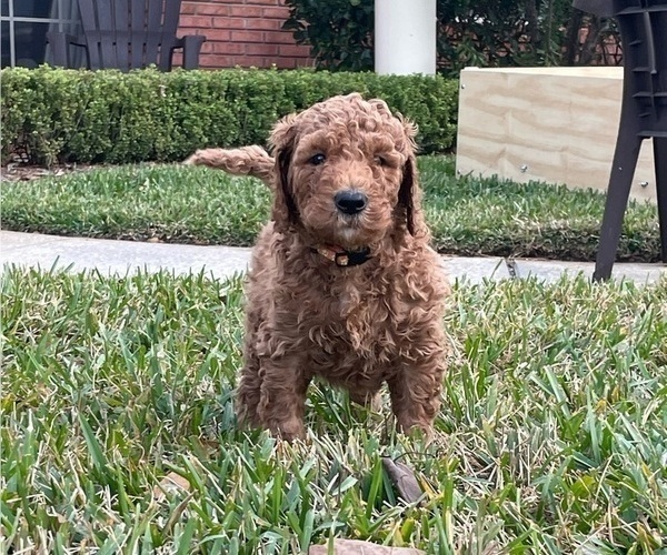 Medium Photo #3 Labradoodle Puppy For Sale in JACKSONVILLE, FL, USA