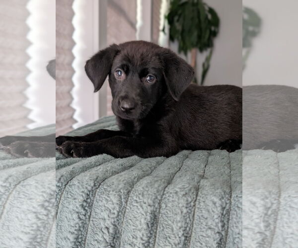Medium Photo #3 Shepradors Puppy For Sale in Oakhurst, NJ, USA