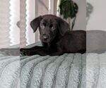 Small #2 Shepradors
