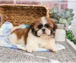 Small #3 Shih Tzu