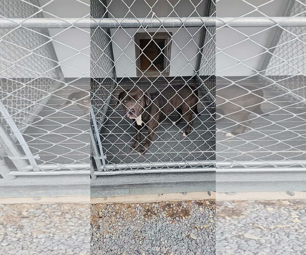 Medium Photo #6 American Pit Bull Terrier-Unknown Mix Puppy For Sale in Hinton, WV, USA