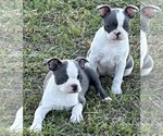 Small #1 Boston Terrier