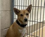 Small Chihuahua Mix