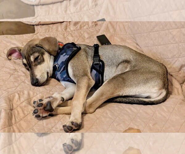 Medium Photo #4 Beagle-Unknown Mix Puppy For Sale in Jefferson, NJ, USA