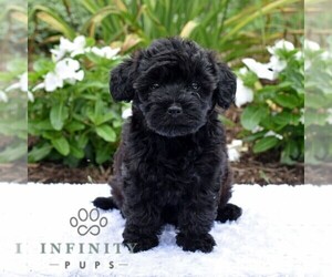 Poodle (Toy)-Shorkie Tzu Mix Puppy for sale in MILLERSTOWN, PA, USA