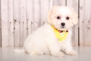 Zuchon Puppy for sale in MOUNT VERNON, OH, USA