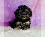 Small #5 Morkie