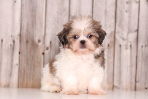Shih Tzu Puppy for sale in MOUNT VERNON, OH, USA