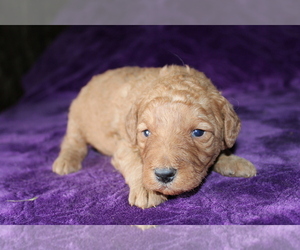 Goldendoodle (Miniature) Puppy for sale in BLOOMINGTON, IN, USA