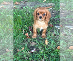 Small Cavalier King Charles Spaniel