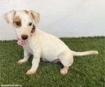 Small Photo #4 Jack Russell Terrier-Unknown Mix Puppy For Sale in San Diego, CA, USA