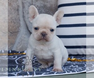 French Bulldog Puppy for sale in NARVON, PA, USA