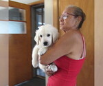 Small Photo #19 English Cream Golden Retriever Puppy For Sale in NORTHWOOD, OH, USA
