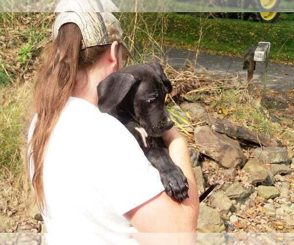Medium Photo #70 Great Dane Puppy For Sale in SPRAGGS, PA, USA