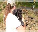 Small Photo #70 Great Dane Puppy For Sale in SPRAGGS, PA, USA