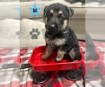 Small #3 German Shepherd Dog